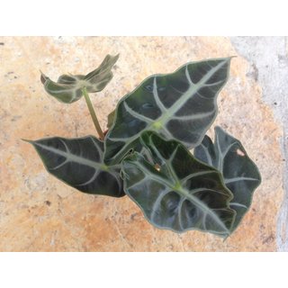 Alocasia curly Bambino