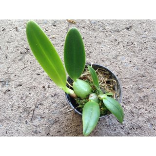 Bulbophyllum barbigerum