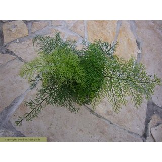 Arnemia spec.
