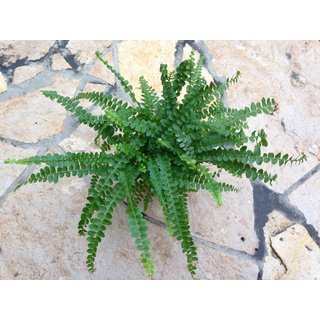 Asplenium spec. Panama