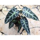 Alocasia spec. Costa Rica XXL