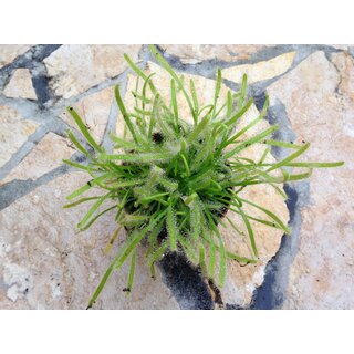 Drosera capensis alba
