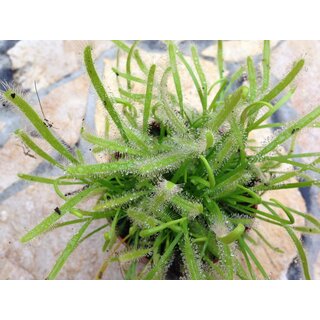 Drosera capensis alba