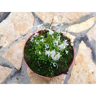 Utricularia sandersonii