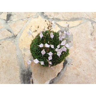 Utricularia pubescens