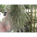 Tillandsia usneoides