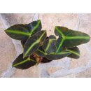 Begonia listada