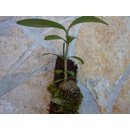 Hydnophytum formicarium