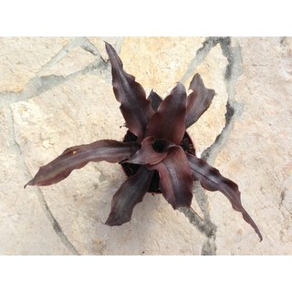Cryptanthus spec. deep red