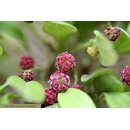 Platystele umbellata