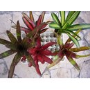 5 Bromelien aus Sdamerika