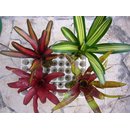 4 Bromelien aus Sdamerika