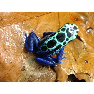 Dendrobates tinctorius Sipilawinii