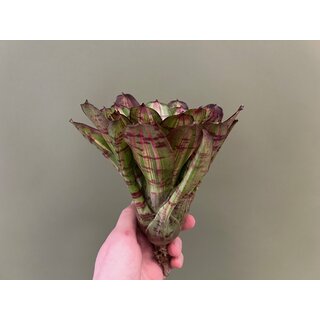 Neoregelia white stripes Giant