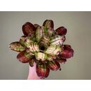 Neoregelia white stripes Giant