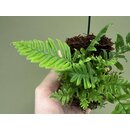 Polypodium formosanum