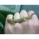 Jungferngecko Lepidodactylus lugubris