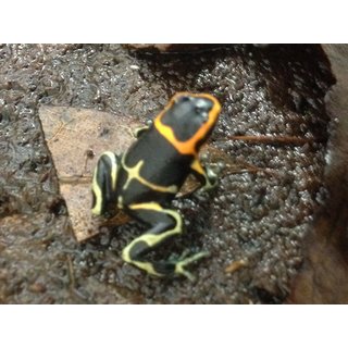 Ranitomeya fantastica white banded (UE LINE)