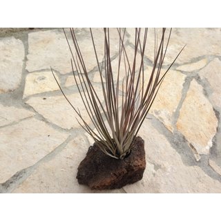 Tillandsia tricolor