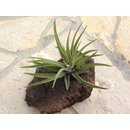 Tillandsia multiflorum