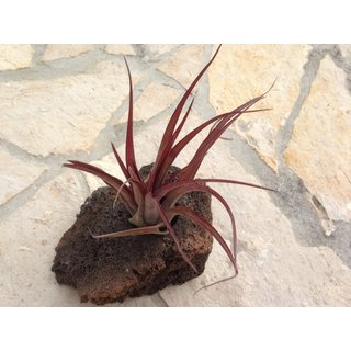 Tillandsia brachycaulos abdita