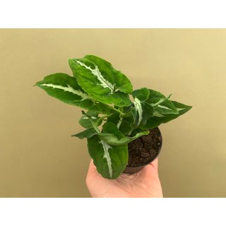 Syngonium wendlandii