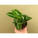 Syngonium wendlandii