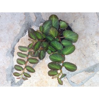 Begonia thelmae