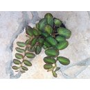 Begonia thelmae