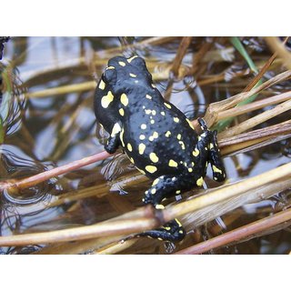 Melanophryniscus stelzneri Hummelkr�te