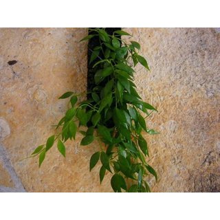 Dischidia livida von den Philippinen