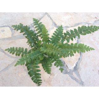 Asplenium spec. Südamerika