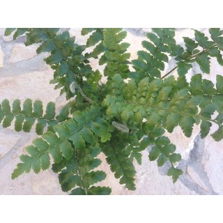 Asplenium spec. Sdamerika