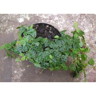 Ficus pumila var. minuta