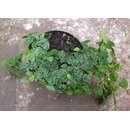 Ficus pumila var. minuta