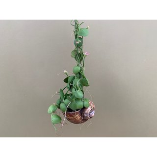 Dischidia pectenoides im Schneckenhaus