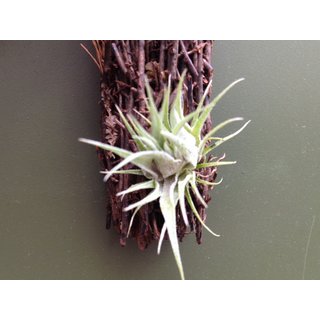 Tillandsia roseifloraXsprengeliana