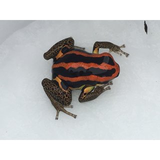 Ranitomeya uacarii Goldlegs