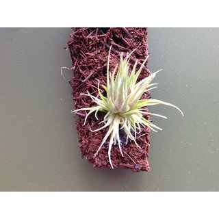 Tillandsia kautskyi
