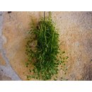 Peperomia aus Panama