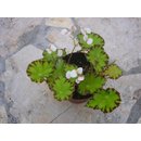 Begonia bowerae