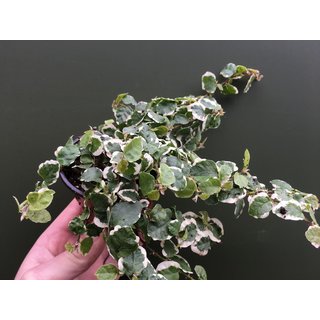 Ficus pumilia White